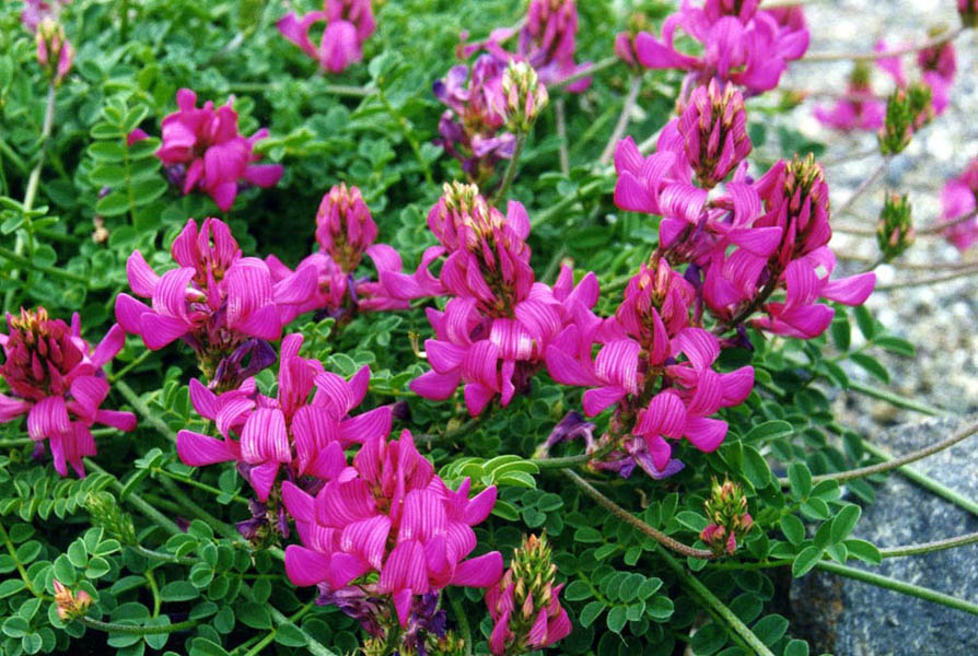 Onobrychis montana en fleurs dans les prairies des Pyrénées